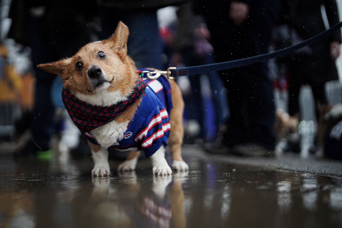 We'll see who's the bravest': Eight corgis to race in Bills' Corgi