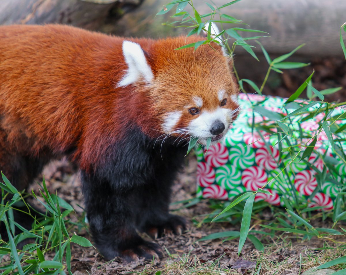 SyracuseZoo tweet picture