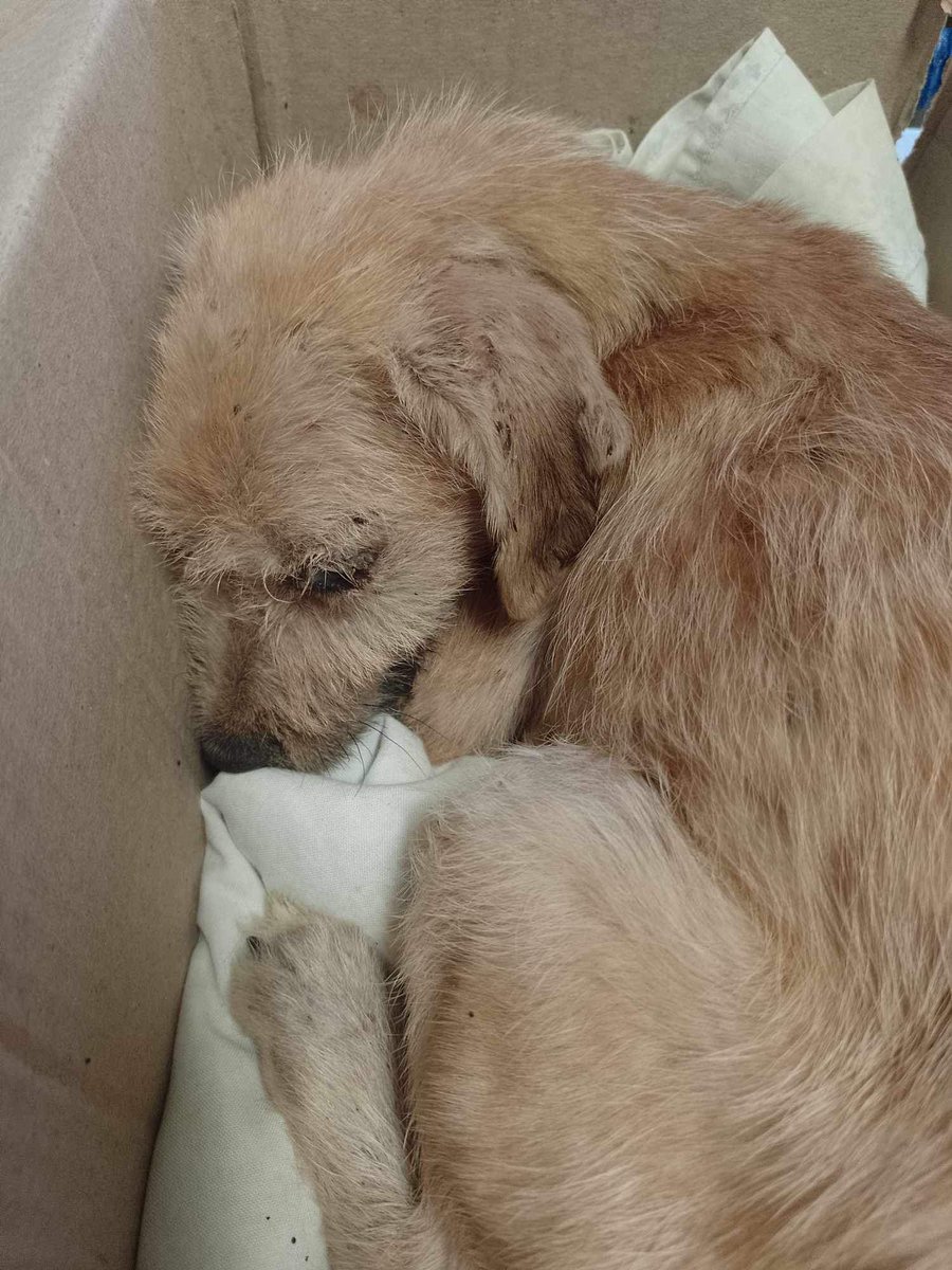Adopteros Argentina tweet media