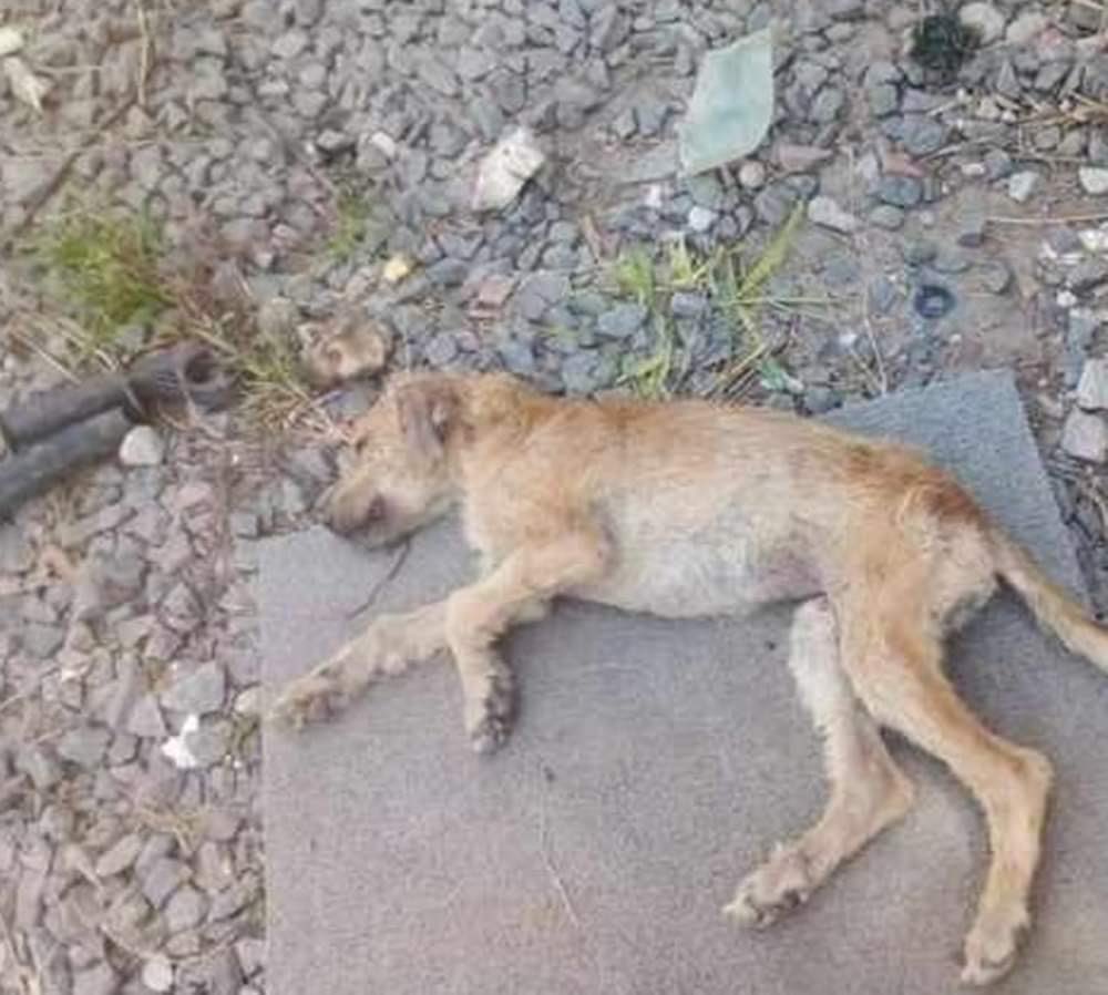 Adopteros Argentina tweet media