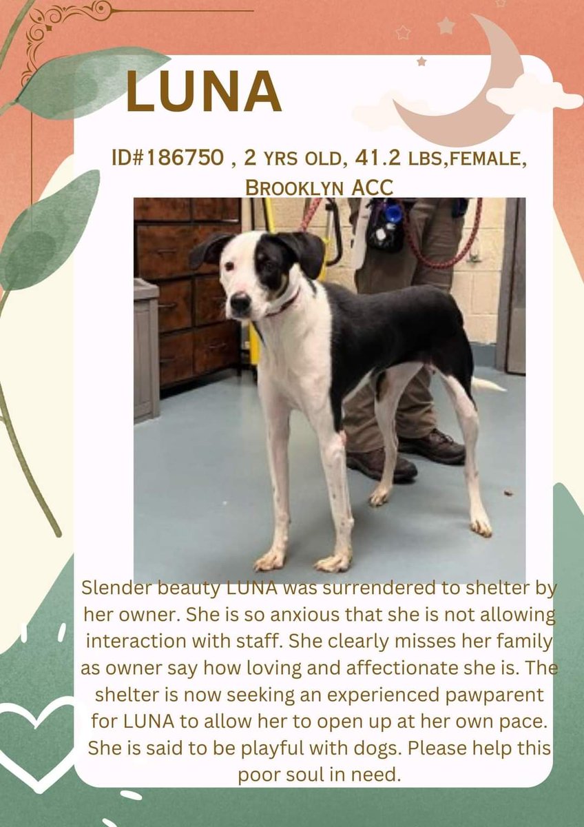💔Luna💔
#NYCACC #186750 2y
▪️To Be Killed: 12/19💉

▪New Hope Rescue Only
▪To #Foster:
▪️Pls DM:
<a href="/notthesameone2/">Not the Same</a>

Or
▪Pls Email:
nycdogslivesmatter@gmail.com
+
▪Fcbk:
facebook.com/media/set/?set…

▪Live in N.East
▪No kids under 13

Tysvm
💗Luna