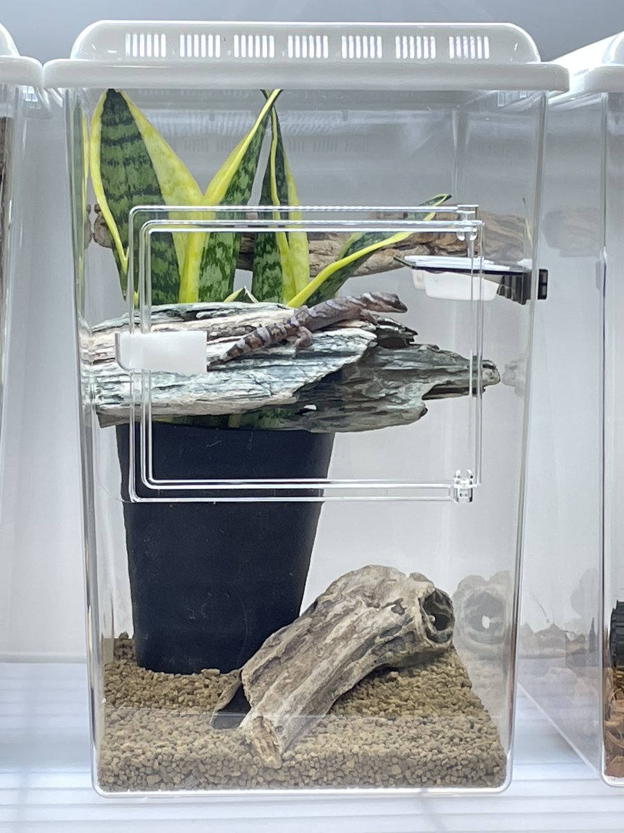 新発売情報／ 「レプティギア・ハイ 300」 立体活動をする爬虫類