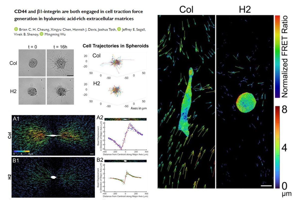 HaoYin20's tweet photo. CD44 &amp; Integrin β1 in 3D #TractionForce generation/transmission in collagen (1.5 mg/ml) vs collagen+#HyaluronicAcid (1.5+3 mg/ml) #Hydrogel

Measuring Subcellular RhoA activity &amp; Long-distance matrix deformation simultaneously!😆

bioRxiv 2023
https://t.co/8YWKUlS4gY https://t.co/VtOT24EVBF