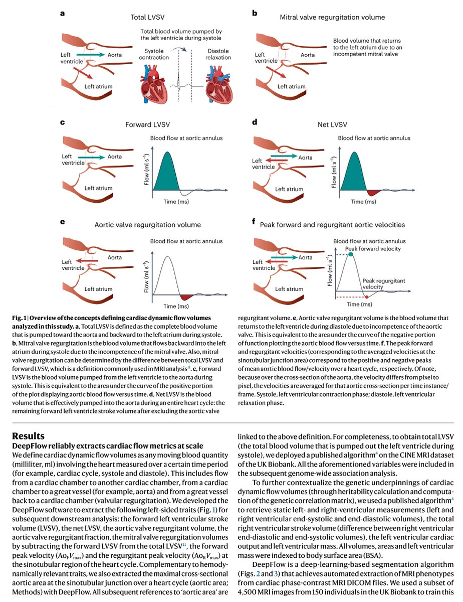 New work from our team published this week in Nature Genetics led by Bruna Gomes. We developed a deep learning system to extract cardiac flow from tens of thousands of cardiac MRIs performed as part of the UK Biobank. We used this framework to determine the genetic basis of