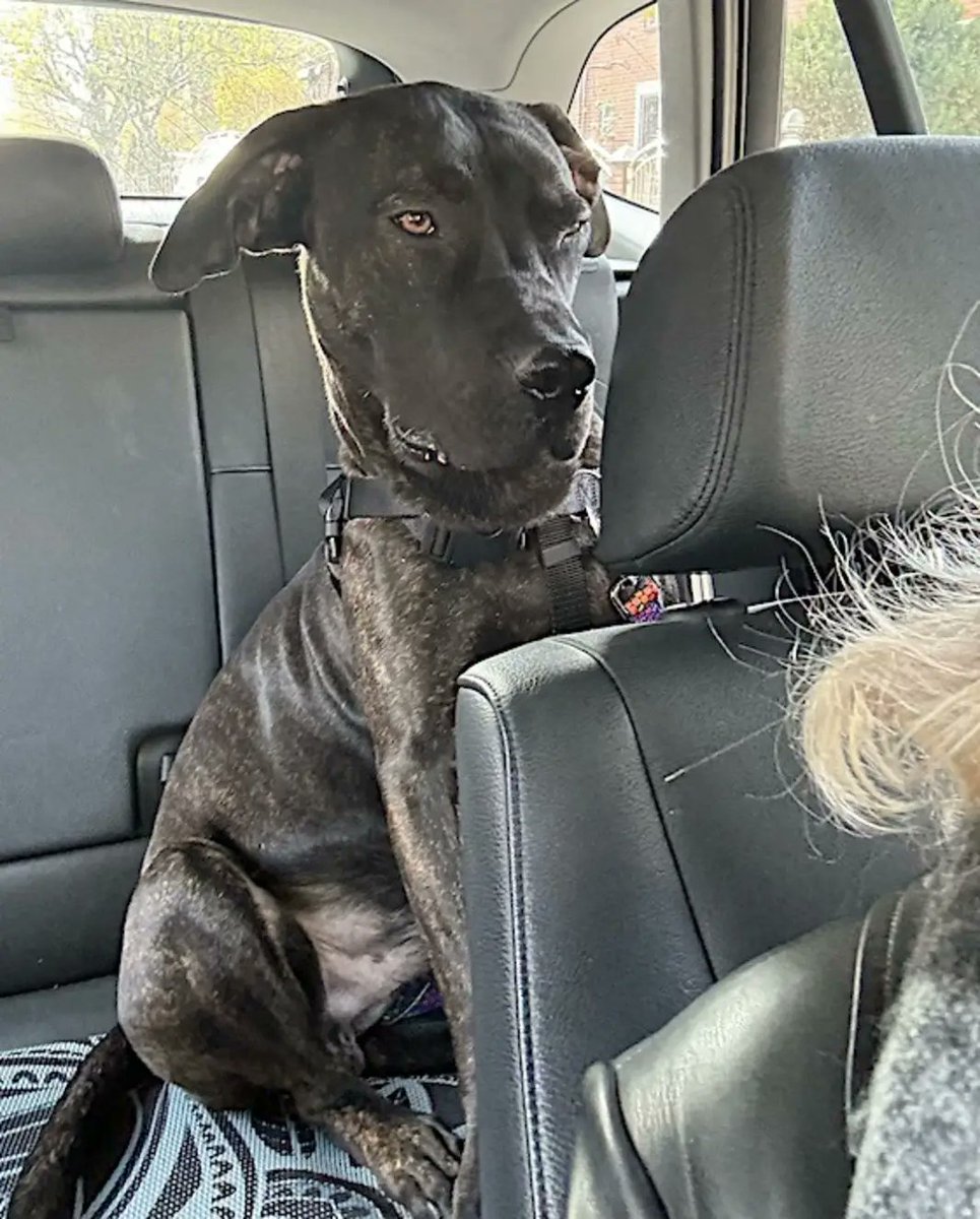 💔Gohan💔
#NYCACC #183949 1y
▪️To Be Killed: 12/19💉
Ret 1 month after adopted, given 0 x 2 decompress!
Affectionate, sweet, playful cuddlebug!
Smart, so eager 2 learn.
Needs loving, N.East #Adopter/#Foster, 4 structure/training, 2 blossom.
Pls #pledge 4 #Rescue
💞Gohan