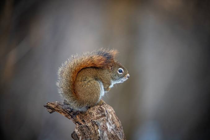 Beautiful ❤️🥰

#squirrelwhisperer #squirrellove #ove
#cute #squirrel #squirrelfriend
#squirrelfanworld #squirrelfriends
#squirrelsquad #squirrelsofinstagram