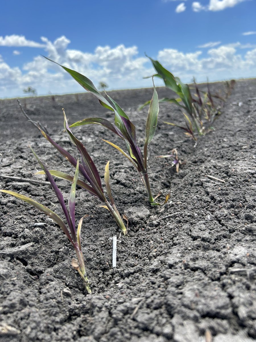 We’ve had some sorghum drifted in the Garah district with the most likely culprit glyphosate sprayed during an inversion. It’s too late for this crop but please don’t spray during a hazardous inversion.  All herbicides drift during a hazardous inversion. 
app.wand.com.au