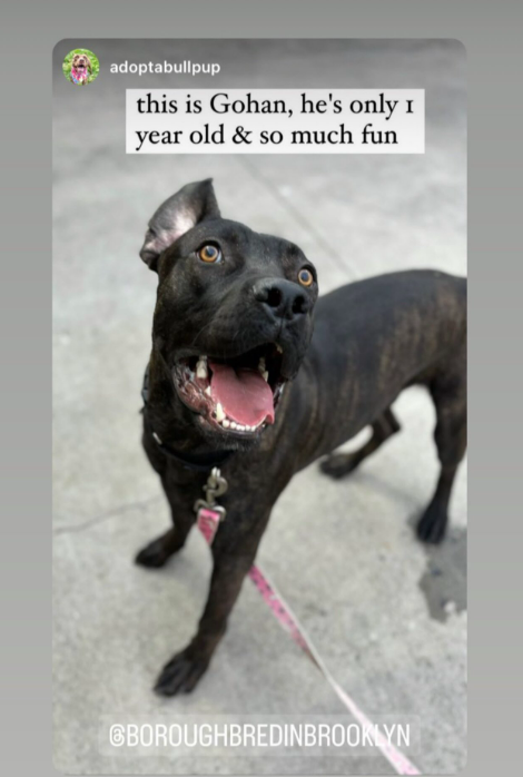 NO!

Gohan is a delight
#Adopt #Foster him