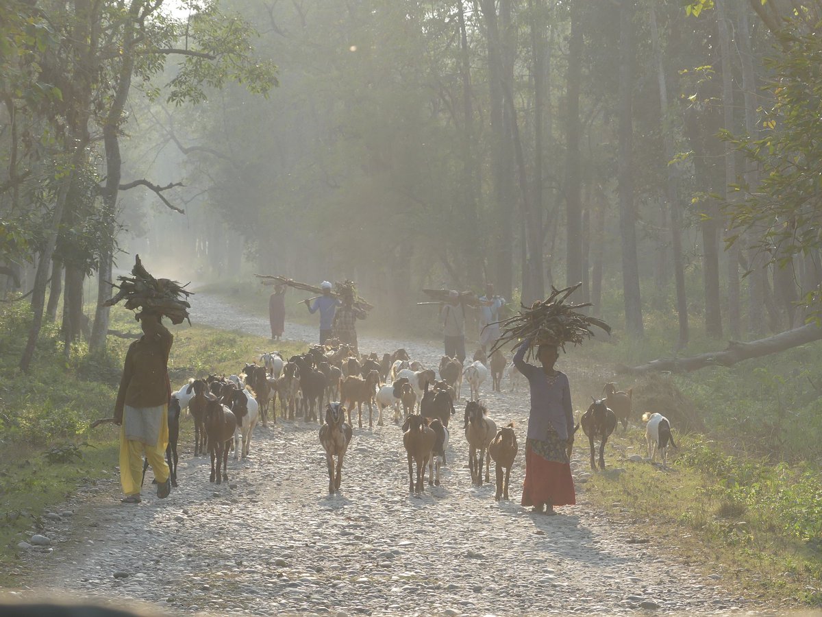 arikkershenbaum's tweet image. 🐯🐅Exciting new project! We're in #Nepal 🇳🇵 working on preventing human-wildlife conflict with large predators like #tigers and #leopards. The local Tharu people are committed to protecting their native wildlife, but suffer unacceptable losses as the natural habitat shrinks