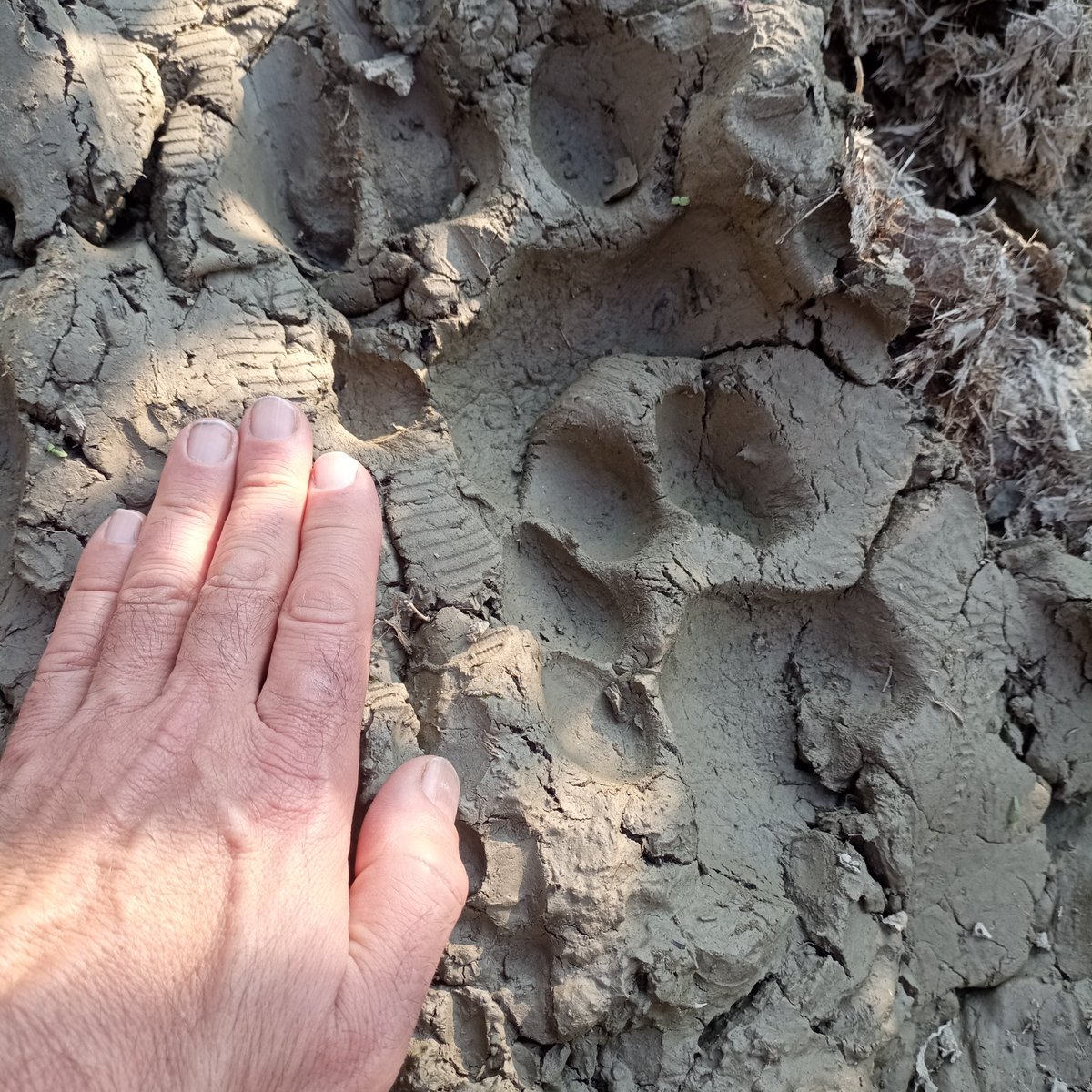 arikkershenbaum's tweet image. 🐯🐅Exciting new project! We're in #Nepal 🇳🇵 working on preventing human-wildlife conflict with large predators like #tigers and #leopards. The local Tharu people are committed to protecting their native wildlife, but suffer unacceptable losses as the natural habitat shrinks