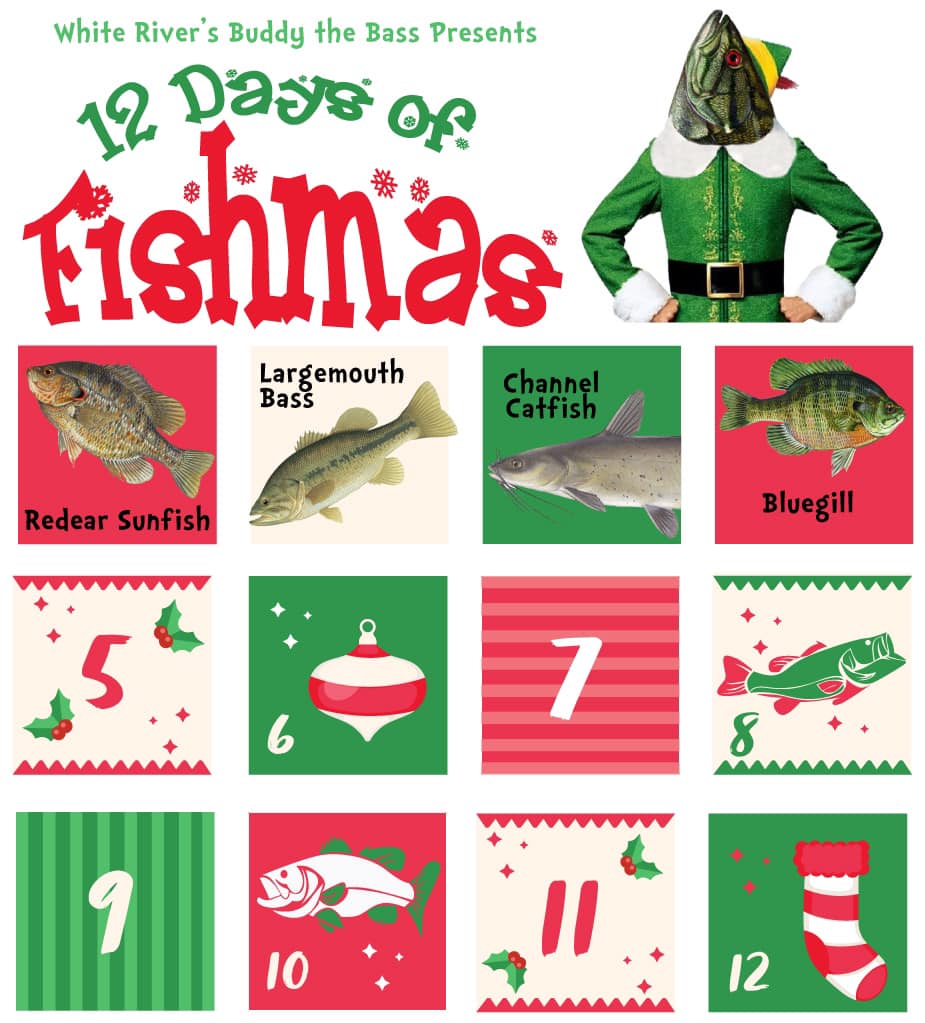 On the 4th day of fishmas, Buddy the Bass gave to me… a blue gill!
The bluegill can be distinguished by its power-blue coloring along its lower jaw &amp; gills w/ a solid black earflap. They aren’t too picky about habitat, but do like aquatic vegetation to hide in.