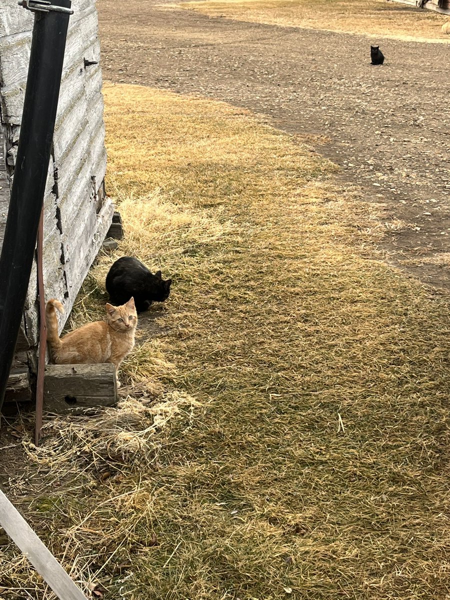 WheatGeerJJ's tweet photo. #kittentime at the ranch yesterday. https://t.co/6hAVIpXUXS