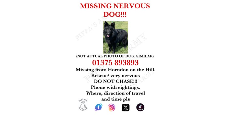Pippa's Army (@pippasarmy) on Twitter photo DO NOT CHASE. Sightings only and pls share <a href="/Lorrain90964806/">Lost pets missing and stolen</a> <a href="/thedogfinder/">Dog Finder 💙</a> <a href="/ThurrockNubNews/">Thurrock Nub News</a> <a href="/ThurrockGazette/">Thurrock Gazette</a> <a href="/Bellhorndon/">The Bell Inn Horndon</a> <a href="/HunnyJax/">Stolen Missing Longtimelost 🐾Where Are They All</a> <a href="/losttreasuresuk/">Lost & Found</a> <a href="/LostDogAlertUK/">LostDogAlertUK</a> #Horndon
#orsett DO NOT CHASE. Sightings only and pls share <a href="/Lorrain90964806/">Lost pets missing and stolen</a> <a href="/thedogfinder/">Dog Finder 💙</a> <a href="/ThurrockNubNews/">Thurrock Nub News</a> <a href="/ThurrockGazette/">Thurrock Gazette</a> <a href="/Bellhorndon/">The Bell Inn Horndon</a> <a href="/HunnyJax/">Stolen Missing Longtimelost 🐾Where Are They All</a> <a href="/losttreasuresuk/">Lost & Found</a> <a href="/LostDogAlertUK/">LostDogAlertUK</a> #Horndon
#orsett