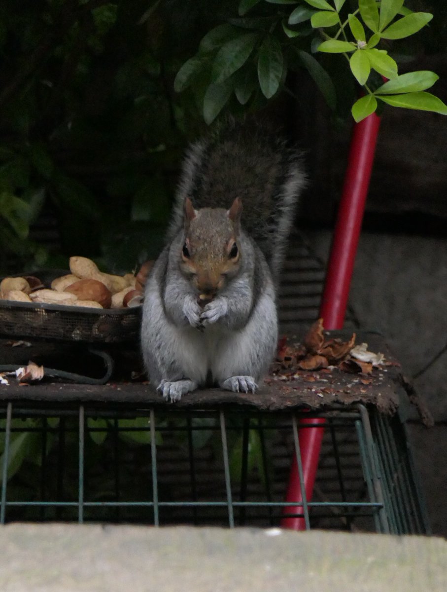 Nikki Nisbet tweet media