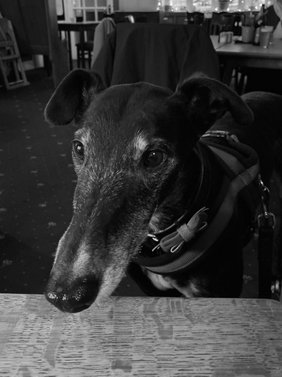 just_sev's tweet photo. @fredandposysno1 We didn’t really know you that well Posy, but we loved following your adventures.  We hope life over the rainbow bridge is full of sleeps, chicken and flaps out days 🌈

Love from Halo and his hoomans 🐾 https://t.co/IWDslSGg2I