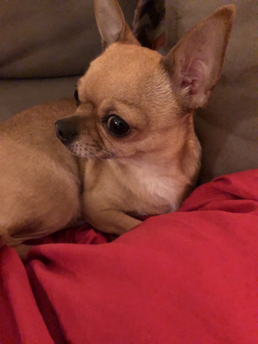 Naachti ⭐️😇 schlaft schön !!