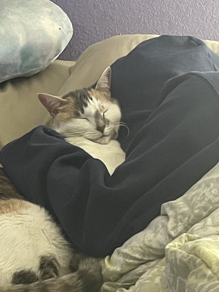 TaroShiTaro's tweet photo. We snoozin https://t.co/SibEI74tct