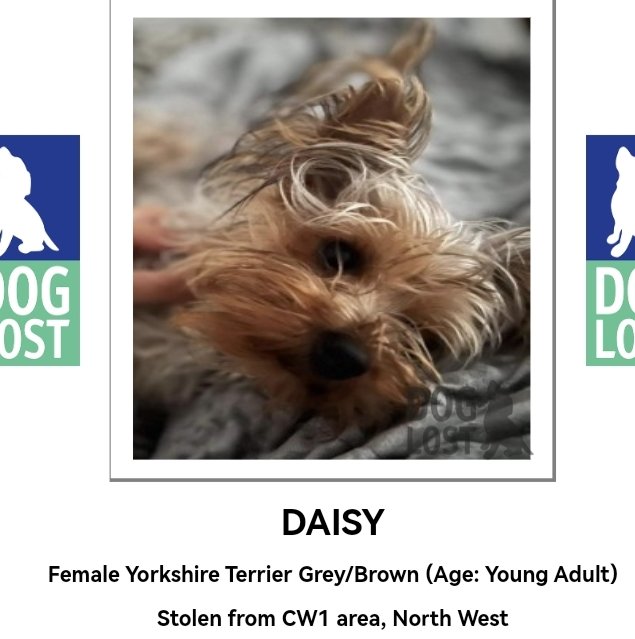 🆘CCTV/DASHCAM/INFO❓#CW1 CREWE Cheshire #findStolenDaisy YOUNG YORKIE #petabduction FRI 15 DEC betw 2130 & 2200hrs 2 MALES (thought LATE TEENS) reportedly picked up Daisy on owner's frontyard😡Family member was PUSHED & SWORN AT & Daisy was carried away along RICHARD STREET😱