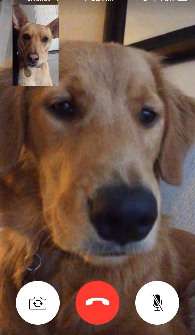 WoofWifeWorld's tweet photo. Have you made your Christmas call to your friends? https://t.co/GEkh46Kljw