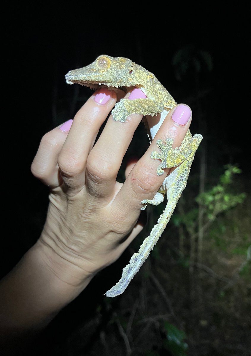 VMNH Assistant Curator of Herpetology Dr. Arianna Kuhn is currently participating in a biological survey of the Andrafiamena-Andavakoera Protected Area in Northern Madagascar. One of the targeted groups of the survey included the leaf-tailed gecko pictured here!