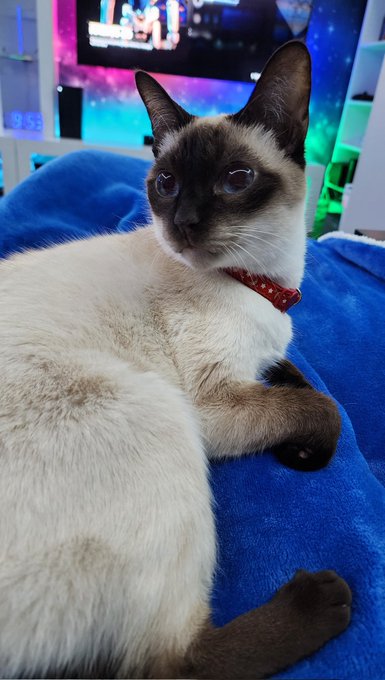 Having a rough day today.. my little elderly marshmallow of a Siamese, Isis, is at the emergency vet