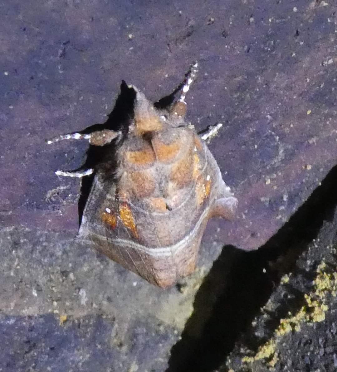 Sharon Hearle tweet media