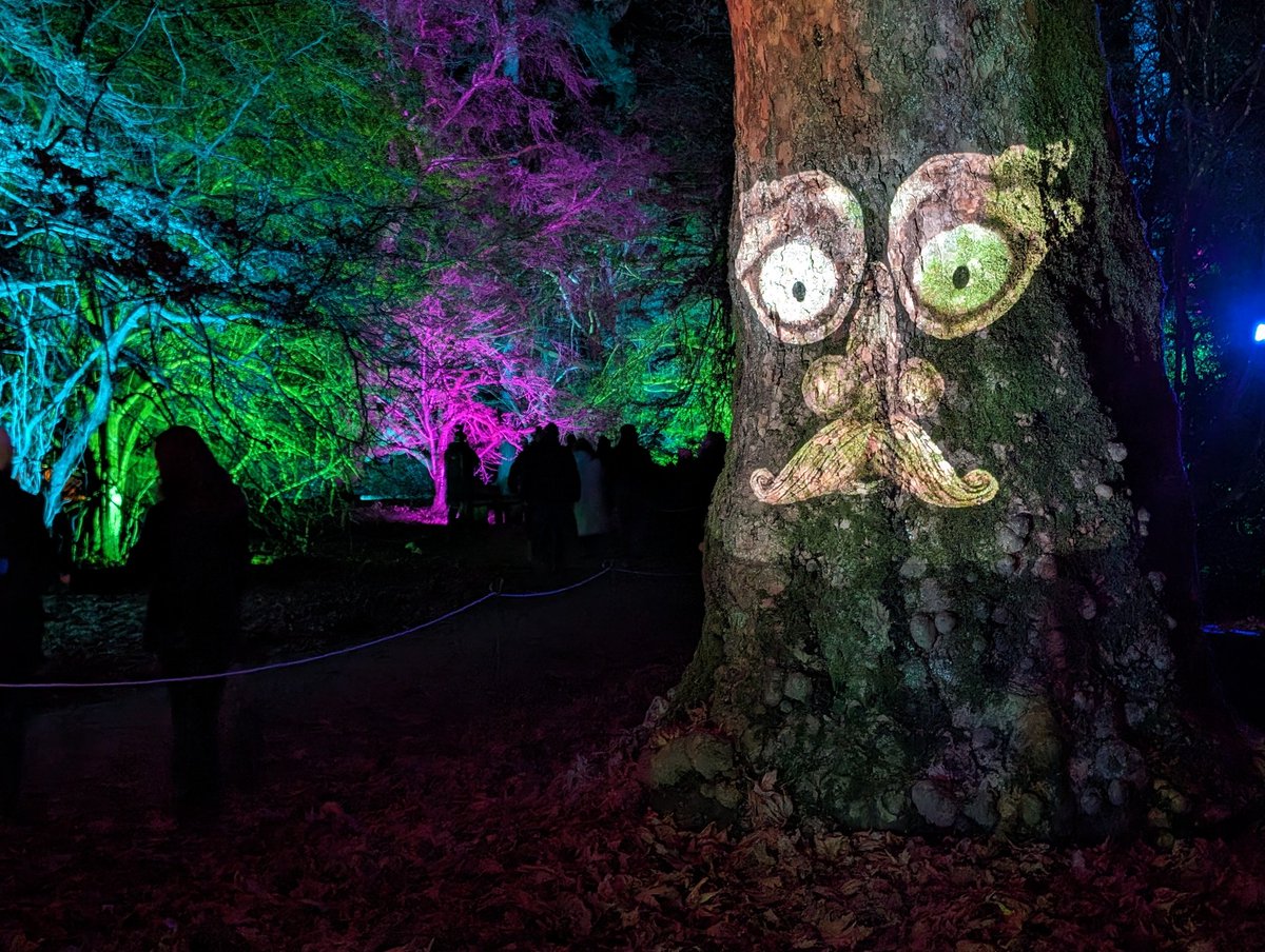 Gorgeous illuminations at @WestonbirtArb this evening