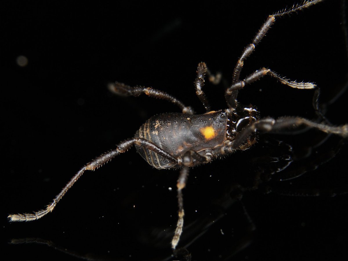 Valdivionyx crassipes Maury, 1988, is another of the curious Opiliones: Triaenonychidae observed in our recent field trip to Argentinean Patagonia. Look their remarkable orange spot in the prosoma.