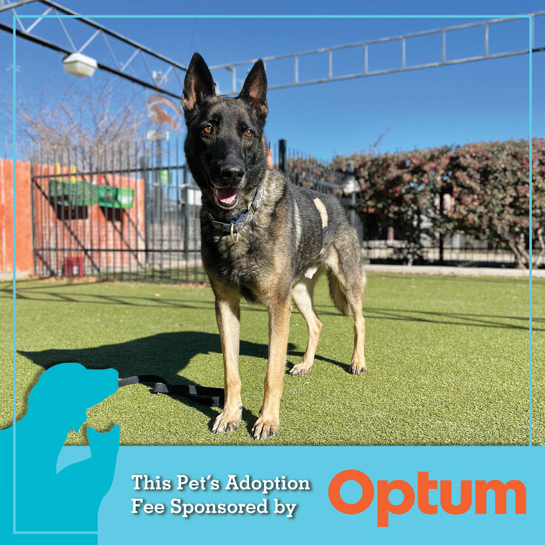 AnimalHumaneNM's tweet image. Prince (A#80973) is 7-years-old, weighs 69lbs and was transferred to us last month from Santa Rosa Animal Control.

He has great leash skills and has a calm and gentle disposition when out on walks. Prince's adoption fee is generously sponsored by @Optum!

#SeniorDog