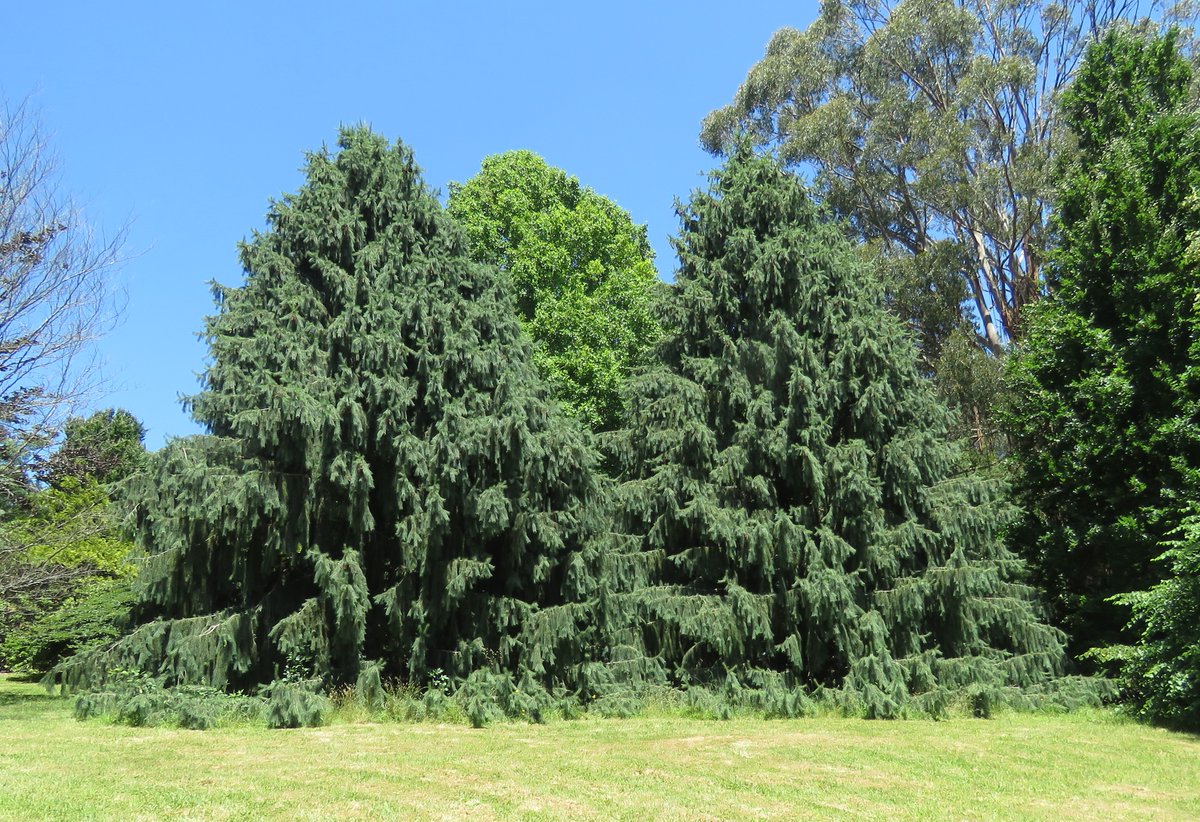 StuartWilliams_'s tweet image. Picea smithiana (West Himalayan spruce or morinda spruce) at the Dandenong Ranges Botanic Garden

#DandenongRangesBG #Picea #Pinaceae