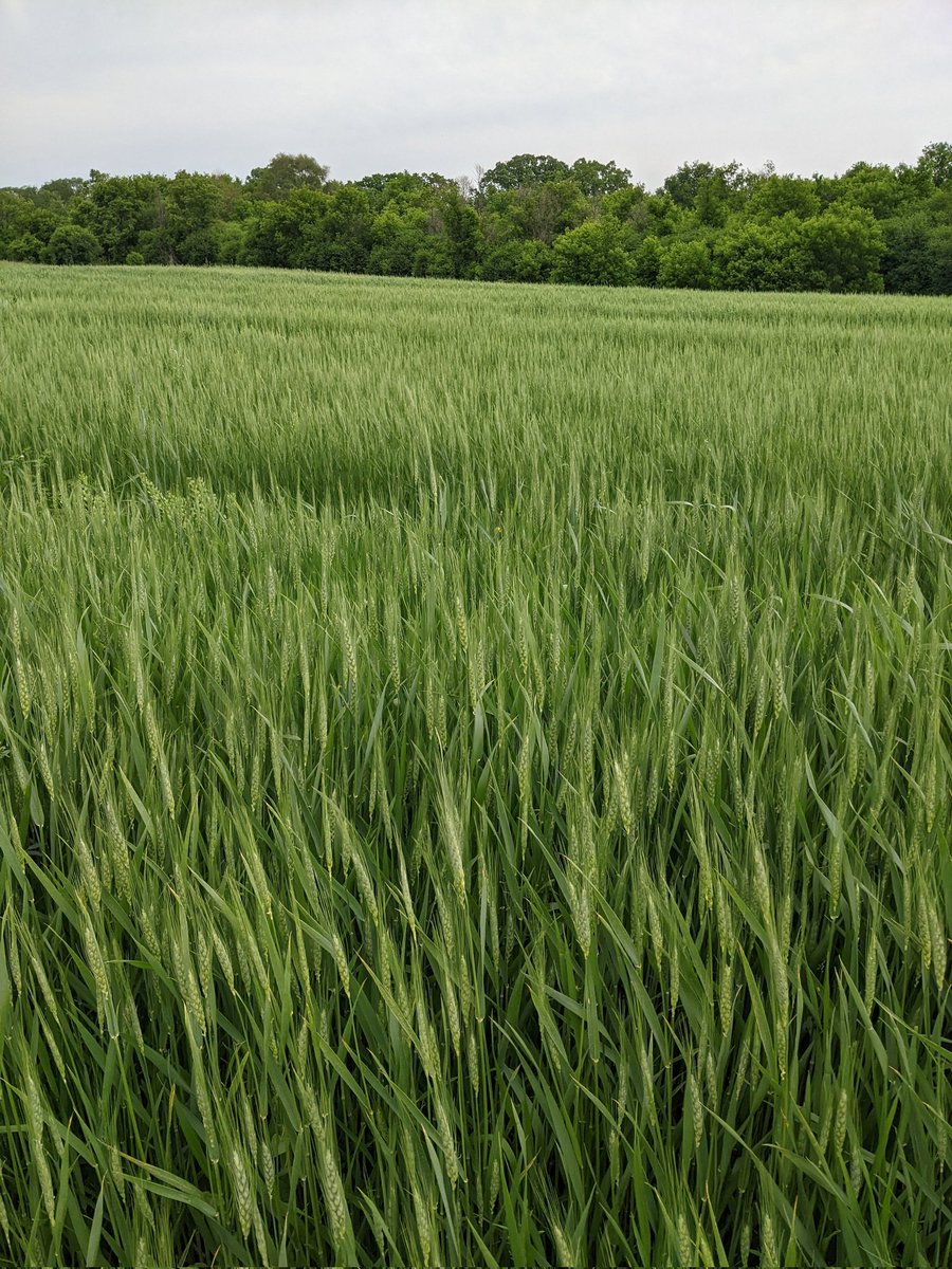 mitski data tweet media