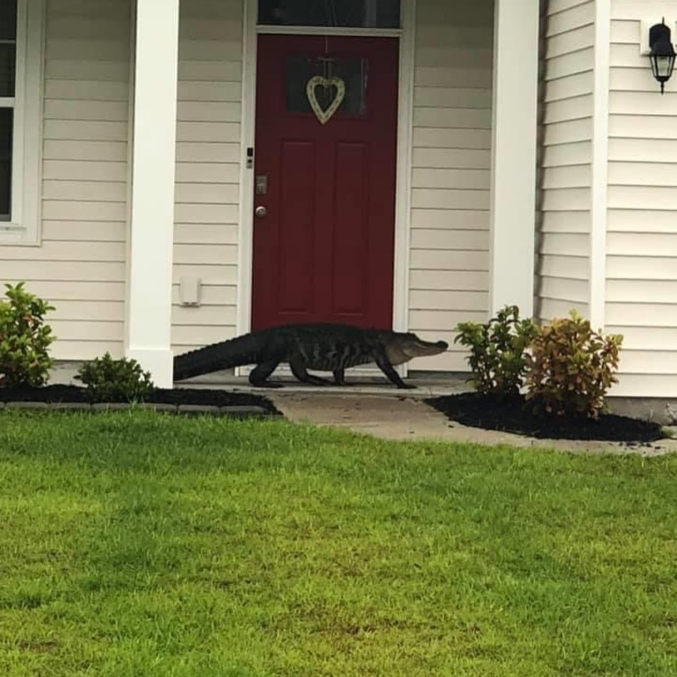 Gators Daily 🐊 tweet media