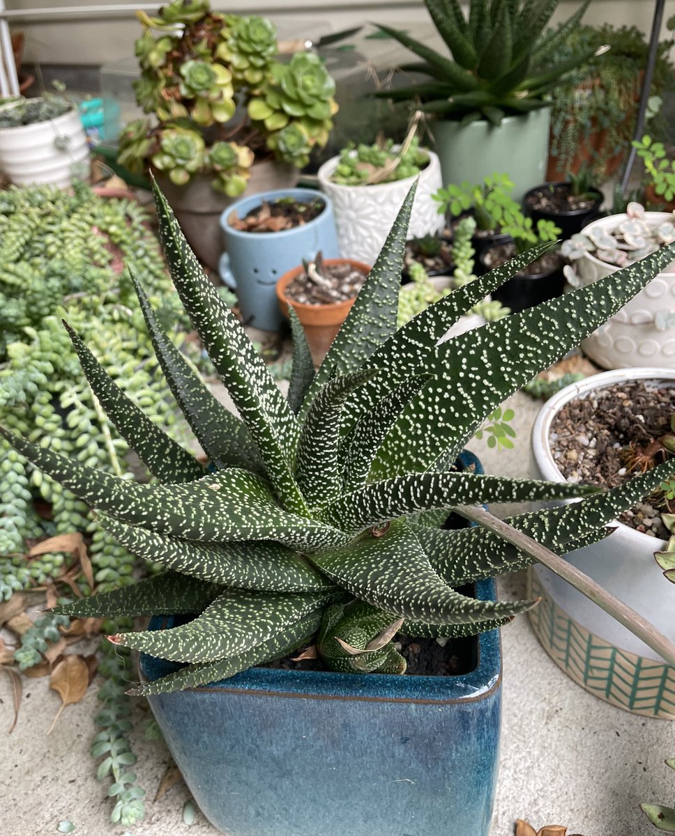 BackyardBiome's tweet image. As the year comes to an end, I’m going around to each one of my plant babies and reflecting on how far they’ve come through 2023. Counting down the shifts to my Christmas break, can’t wait to spend more time in the garden.