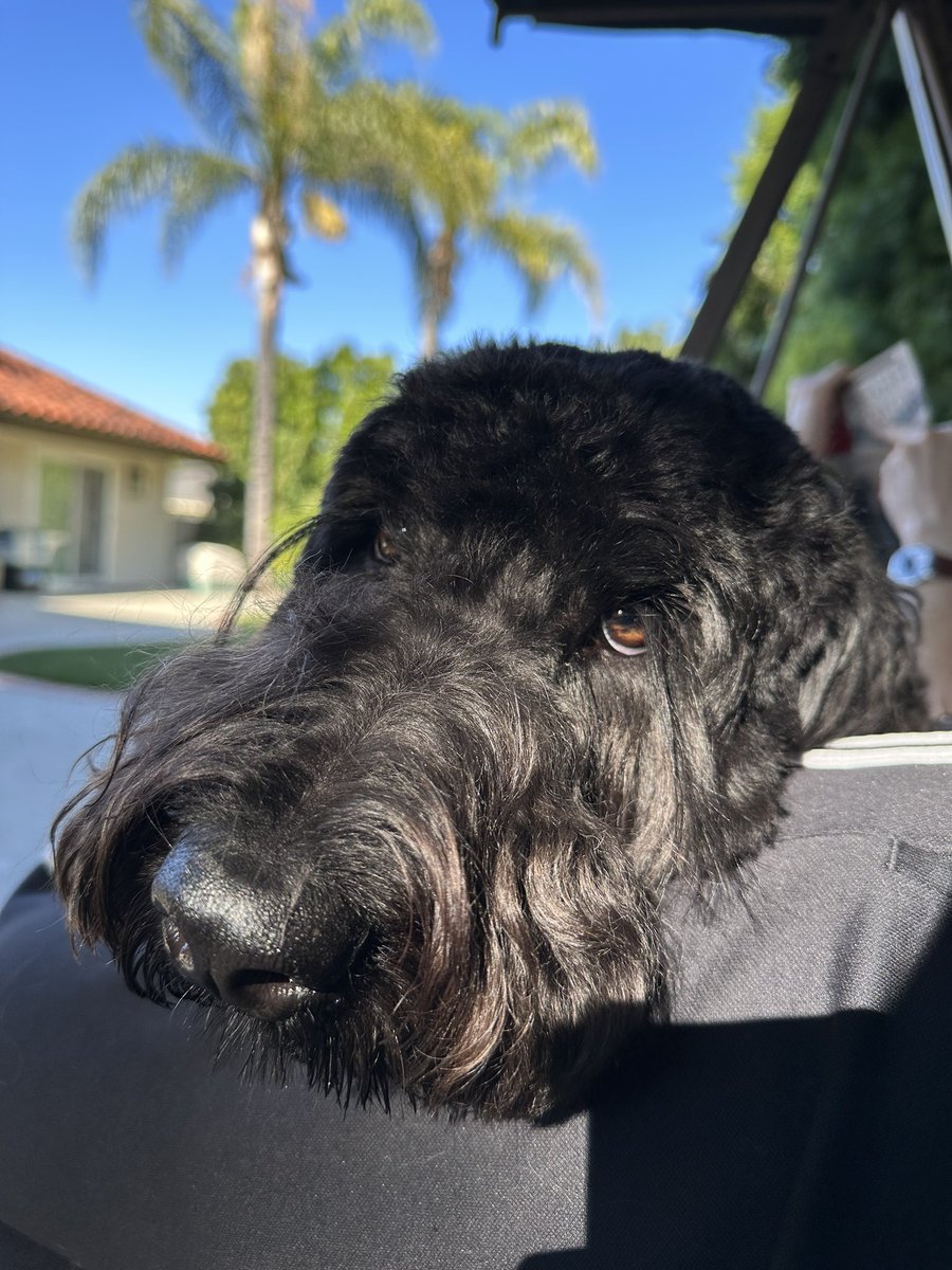 EmEdgeGaming's tweet photo. @_brittneyraines my pup has brown eyes but superrr long eyelashes https://t.co/7cDGnmn8Ns