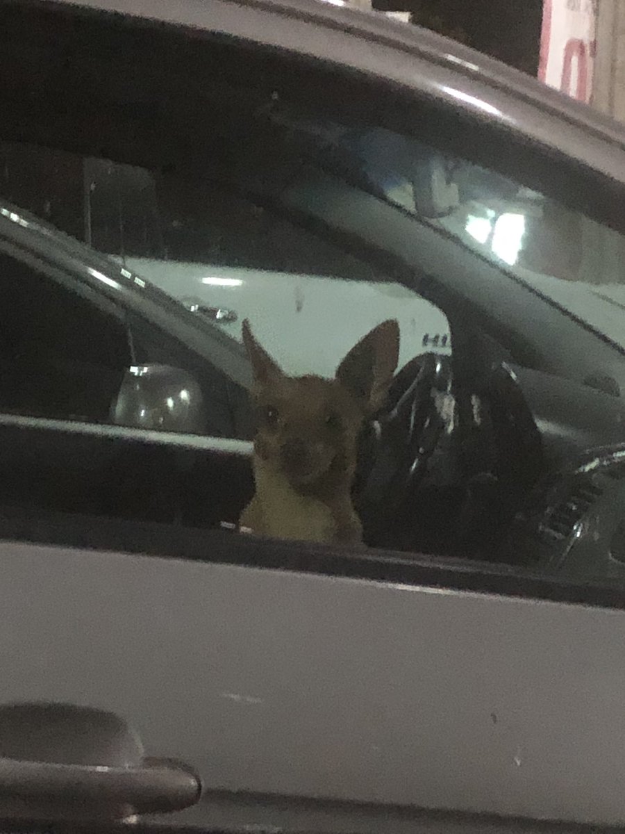 LoreCasanas's tweet photo. Con estos calores extremos, a quien se le ocurre dejar a su mascota encerrada, sin ningún vidrio abierto? 🤯🤯🤯 Superseis Mundimark , Domingo 17 de Diciembre ,.(  Acudí a la gerencia del súper para que puedan llamar por altavoz y tratar de dar con el dueño  ) https://t.co/Ht8X1ZPlbH