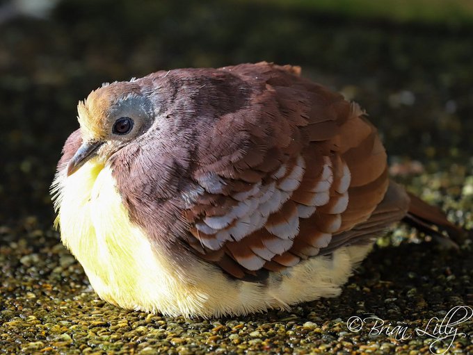 📷 Brian Lilly @brglilly #February2019 Cinnamon Ground-dove (Gallicolumba rufigula) sat in the sun at Newquay Zoo #Cornwall @NewquayZoo A bird of New Guinea & nearby small islands. In the wild known to take fruit & seeds discarded or passed by Birds of Paradise #wastenotwantnot