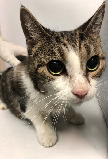 NYC's DEATH ROW CATS on X: *SHELTER PLEA* NEW PHOTO - **FeLV+** Poor Beluga  is a sweet cat who will need some TLC. (consider hospice vs EHR) NEEDS OUT  ASAP!   /