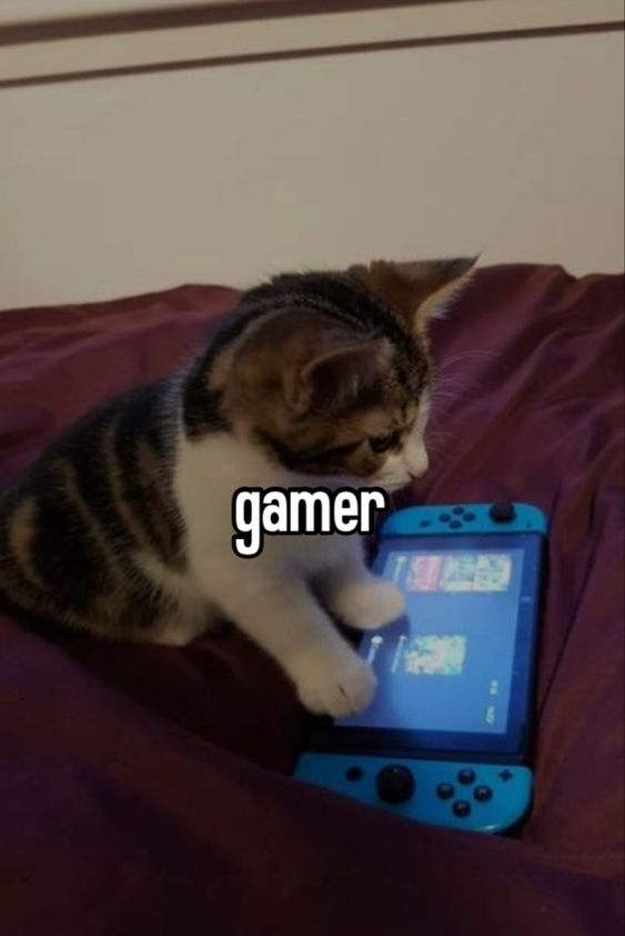 Memes to Show Your Cat tweet media