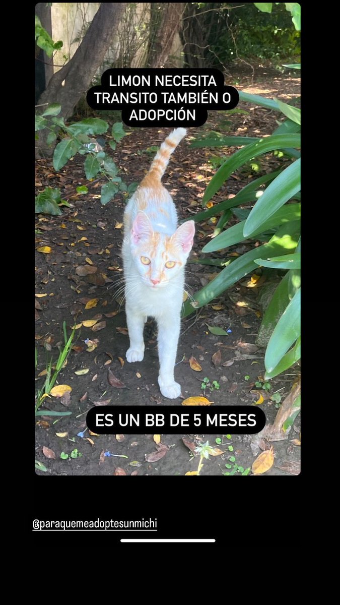 Limoncito que no puede ser mas mimoso, es muy comico