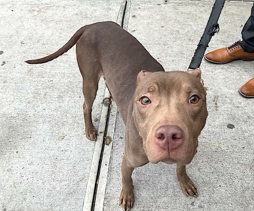 🐾💔 DUKE/BENTLEY 💔🐾 #NYCACC
TB☠️ 12/19
Found stray 
7yrs. 41lbs 
🏥pneumonia 
A little shy/prefers slow intros 
Please don’t overlook this older boy 🙏
Please #RT #PLEDGE #FOSTER #ADOPT
#188234 
A🏡 for the holidays 🎄🎁🧑🏻‍🎄