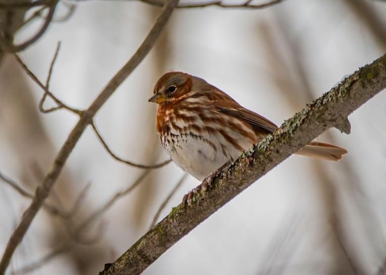 Where do birds go in the winter?
Some stay put like this plucky little Fox Sparrow, perfectly suited to the forest at Springwater Provincial Park; eating seeds, and grasses that poke through the snow.

allaboutbirds.org/guide/Fox_Spar…
Photo Credit: Maintenance Worker, Josiah Vandenberg