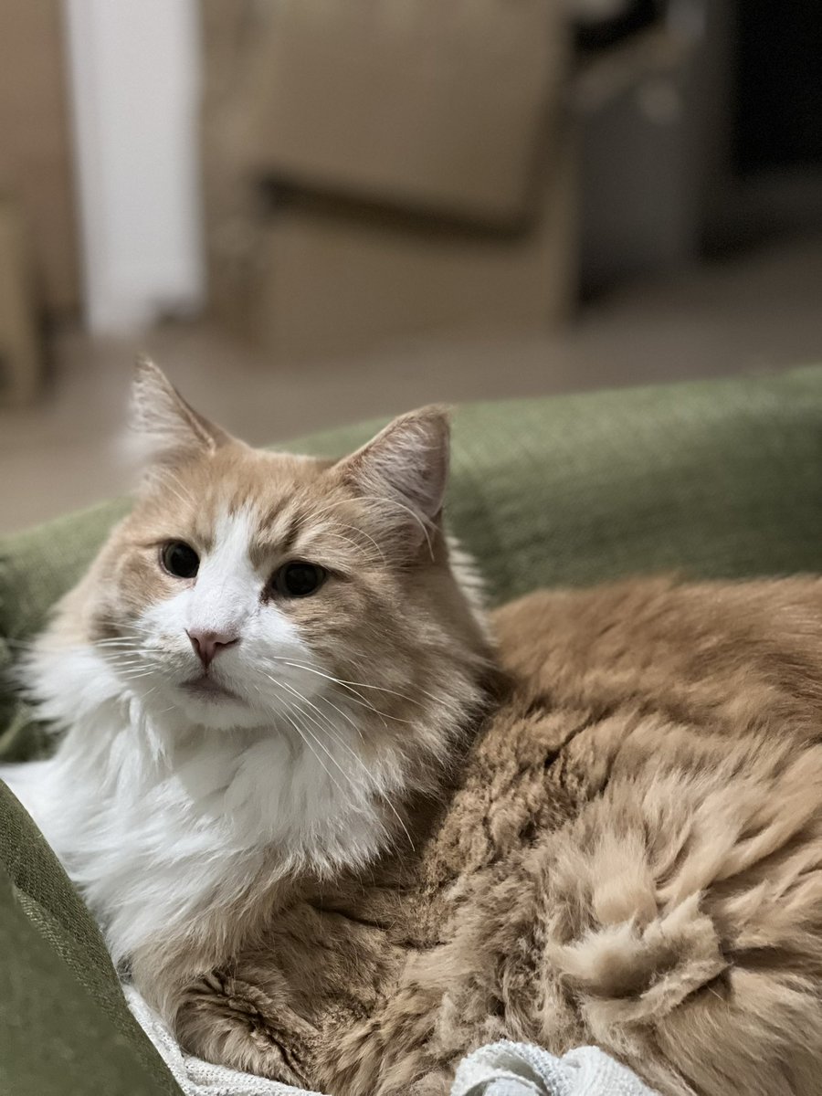 #１日１ネコちゃん

最終日
年末年始は深夜勤務とかあって仕事忙しいのでネコちゃんは一時実家に預かってもらいました。
年明け落ち着いたら再開するかもですが、ひとまず１日1ネコちゃんはこれにて終了です。ご愛顧ありがとうございました。