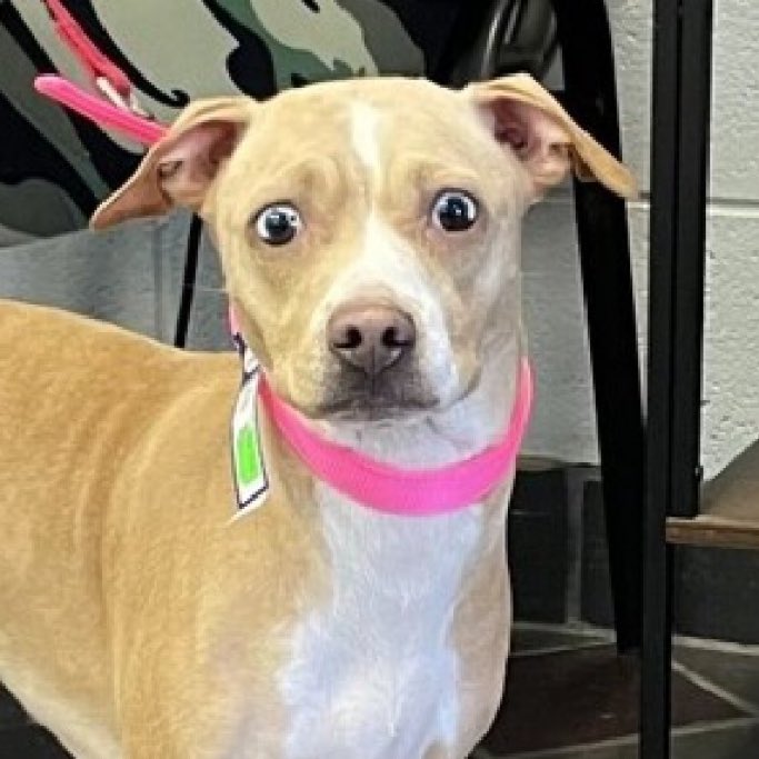 🐾💔SANDY 💔🐾 #NYCACC
TB☠️ 12/19
Dumped for a move 
1yr 25lbs
Friendly with kids, cats 🐈‍⬛ and other 🐶
Friendly but terrified and confused 
Please #RT #PLEDGE #FOSTER 
#189306 
A🏡for the holidays 🎄🎁🧑🏻‍🎄
#SAVE THE PUPPIES