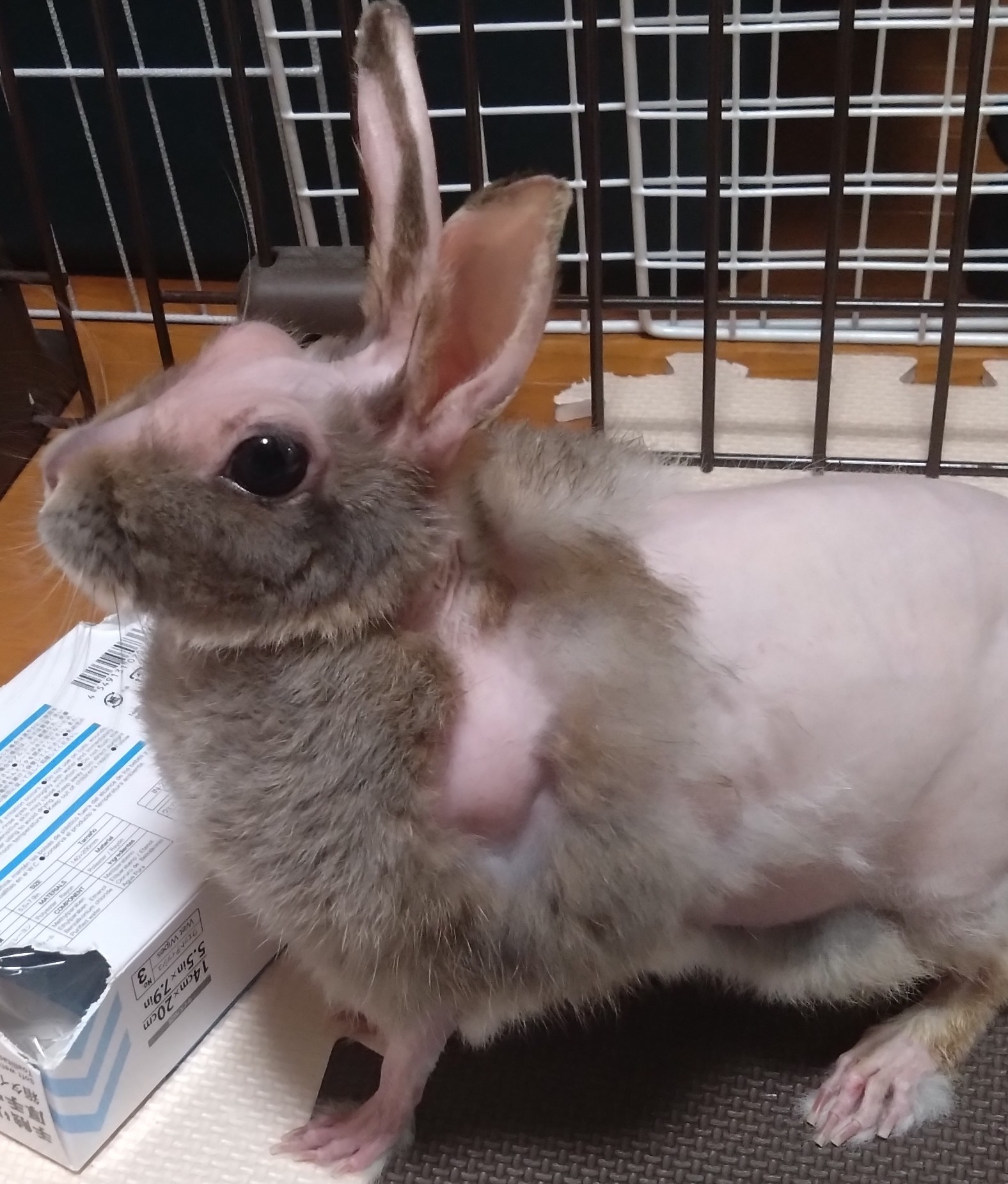 cyoko kinako(うさぎ🐰のチョコちゃん) on X: 