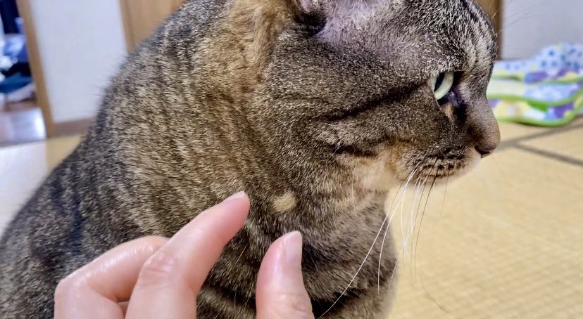 まめたろう ねこじま まめたろう (@nekojima_22) / Posts / X
