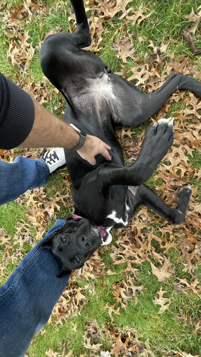 My sons new pup loves tummy rubs and has huge paws 🐾🥰