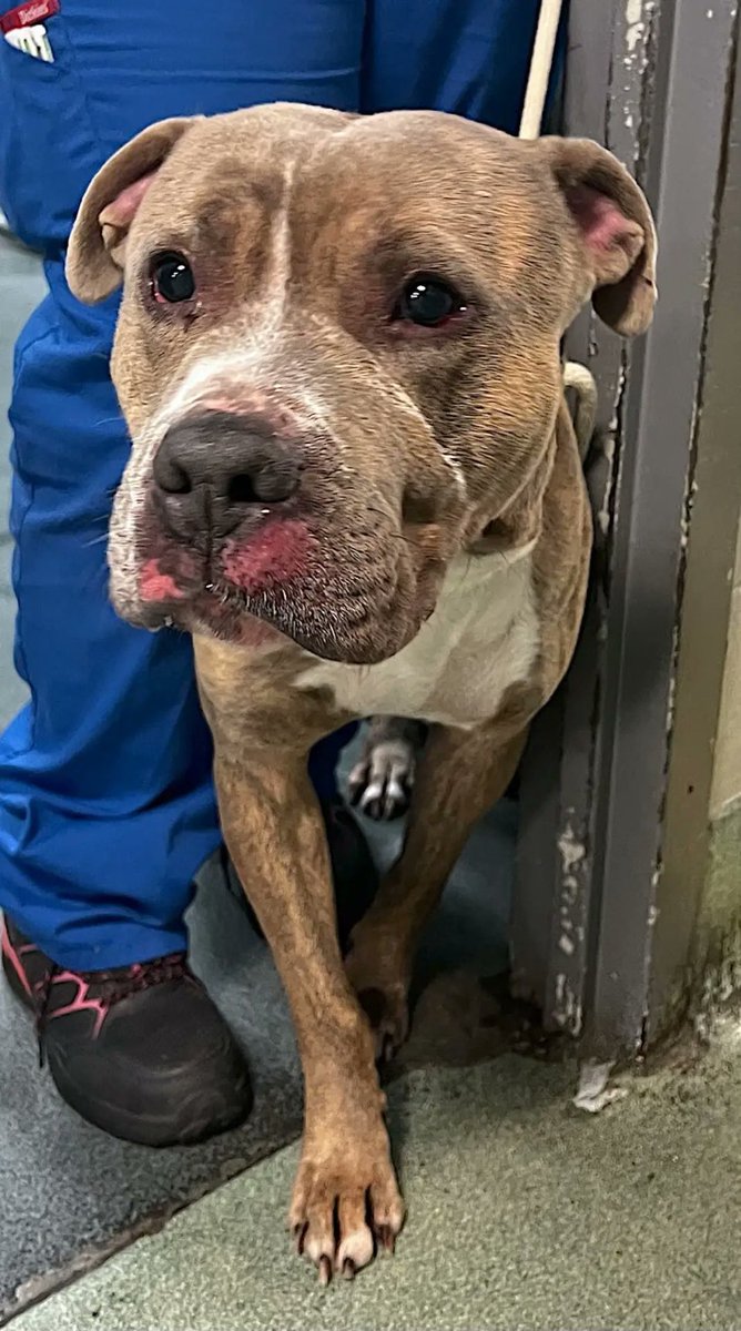 💔🐾 KENZO 🐾💔 #NYCACC
TB☠️ 12/19 
Found stray wandering in a backyard 
Fearful and not doing well in the shelter 
Showing signs of lameness in legs 
Please #RT #PLEDGE #FOSTER 
#189258. 1yr 
A🏡for the holidays 🧑🏻‍🎄🎁🎄
#SAVE THE PUPPIES