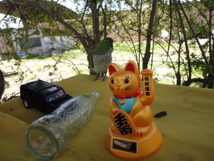 panchitoswag's tweet photo. me acuerdo a los 10 años en una epoca flashaba fotografo y le sacaba fotos "artisticas" a mis mascotas

las fotos: https://t.co/Q66xla334G