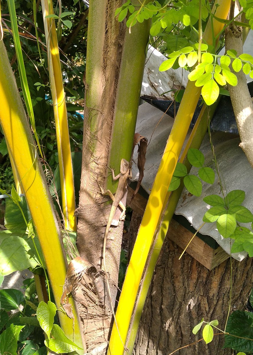 alifdalmim's tweet photo. Ini kalau dia gigit telinga kau, boleh terkoyak dibuatnya #wildlizard https://t.co/RcFOzuqif1