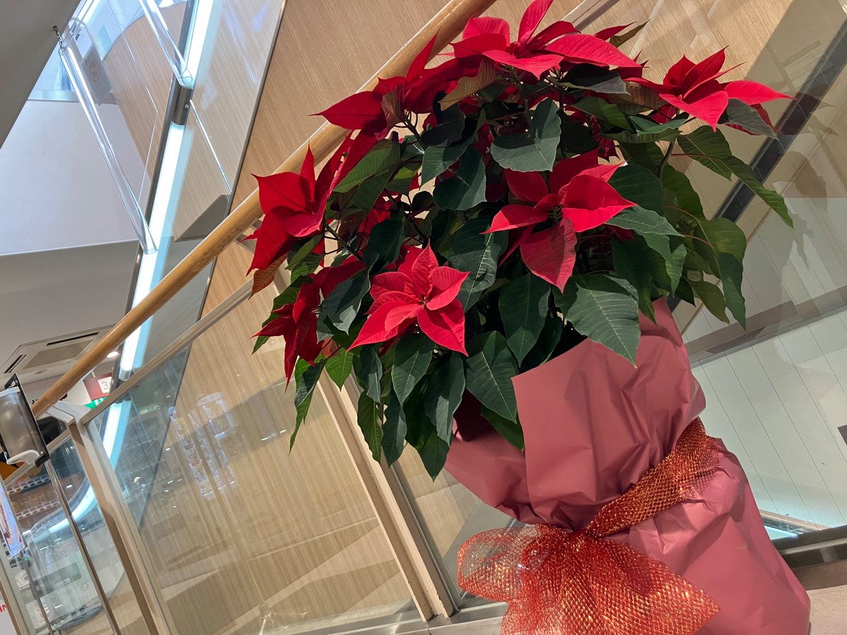 narupark15's tweet photo. 【プレゼント】
クリスマスを彩ってくれた素敵な「ポインセチア」を抽選で10名様に！

応募条件
•フォロー
•この投稿をいいね&amp;リポスト
•なるぱーくまで取りに来れる方
※当選のご連絡のため、メッセージの設定をお願いします。

たくさんのご応募お待ちしております！
#なるぱーく
#プレゼント https://t.co/ylYKCZiUYH